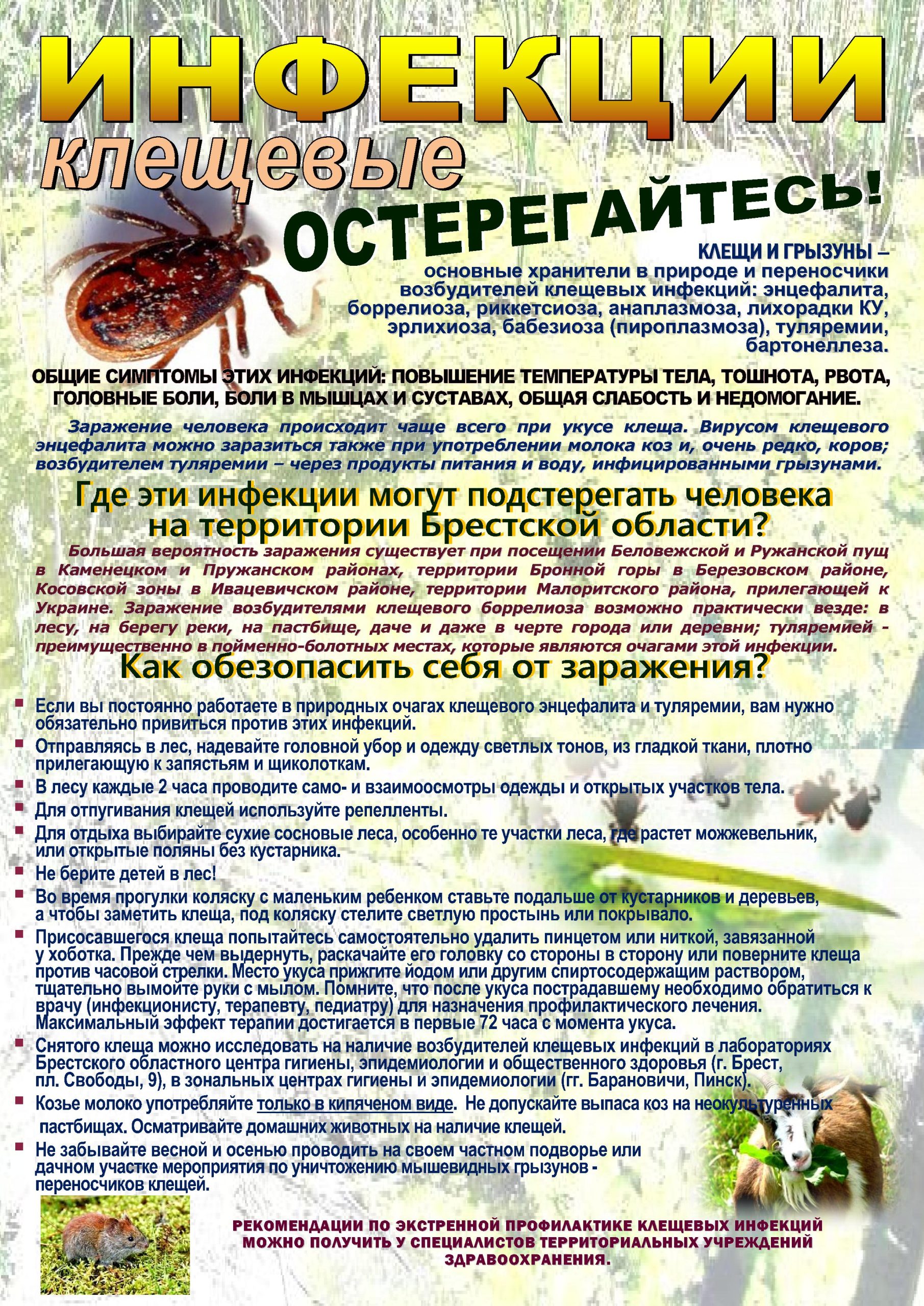Подробнее о статье Клещи и клещевые инфекции