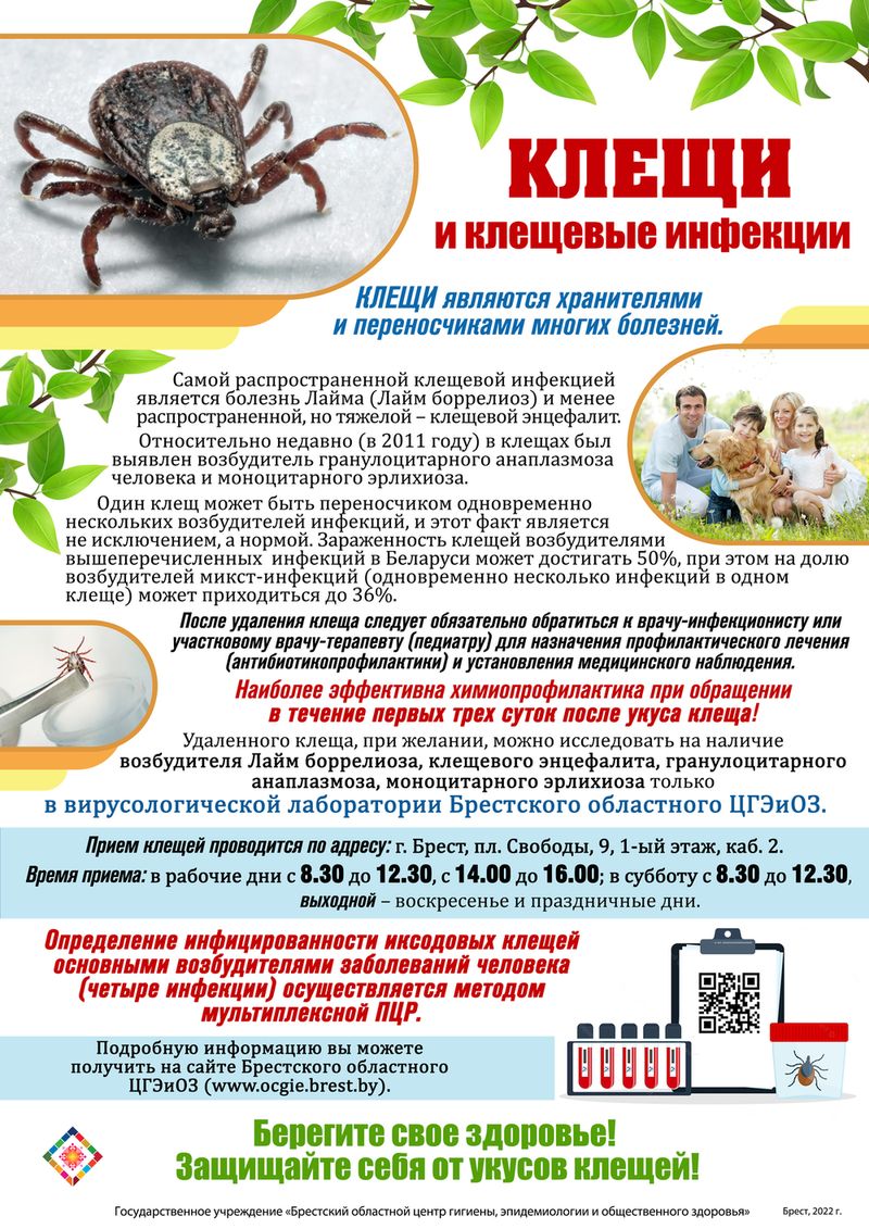 Подробнее о статье Клещи и клещевые инфекции